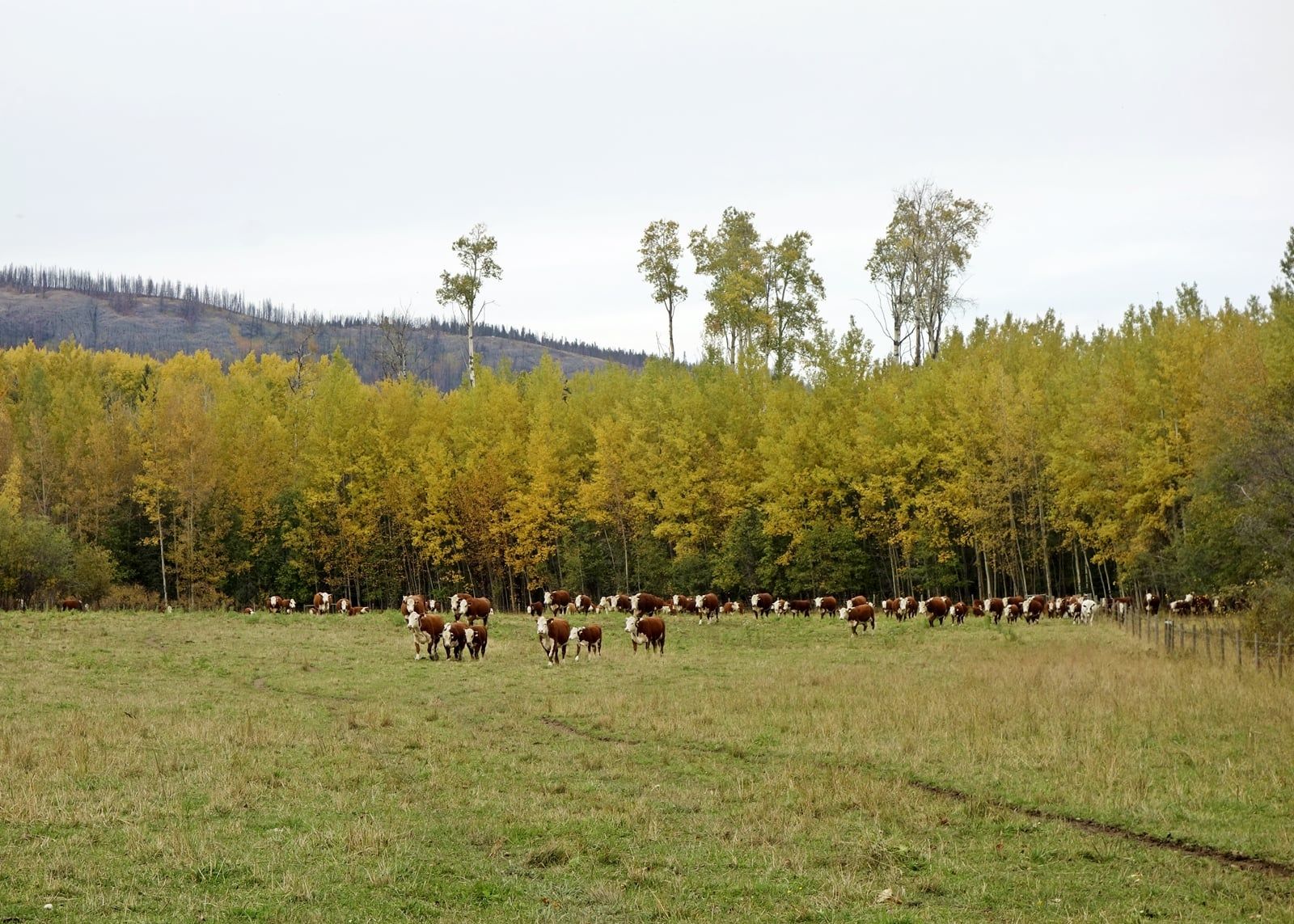 Beef cattle grazing open foothills pasture under summer cloud.