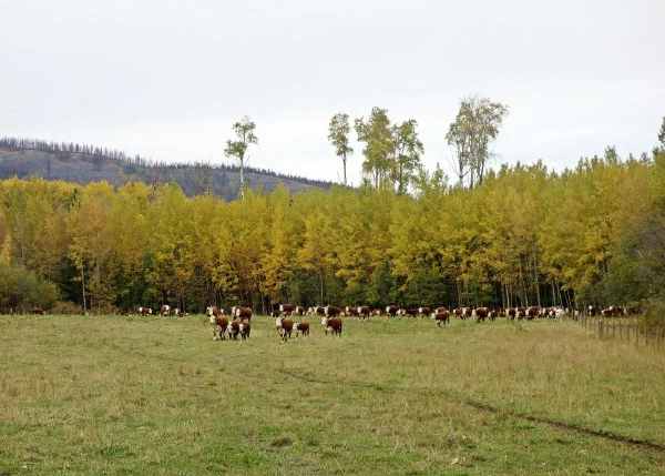 Cattle On Foothills Pasture